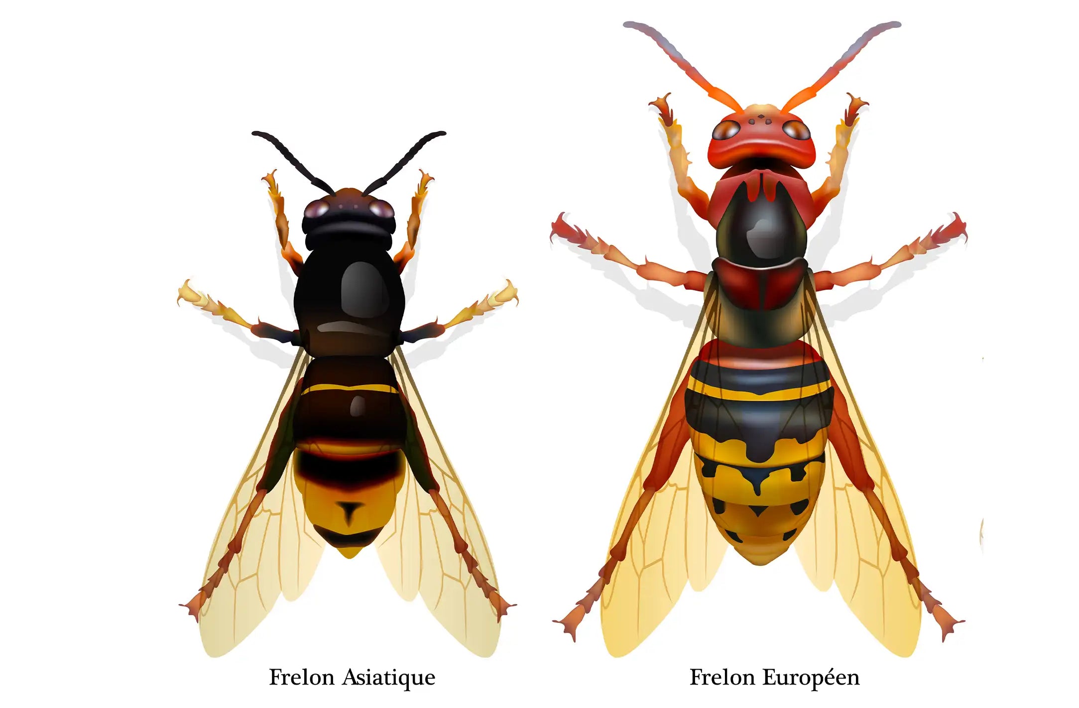 Frelon asiatique vs européen : comprendre enfin la différence sans se tromper