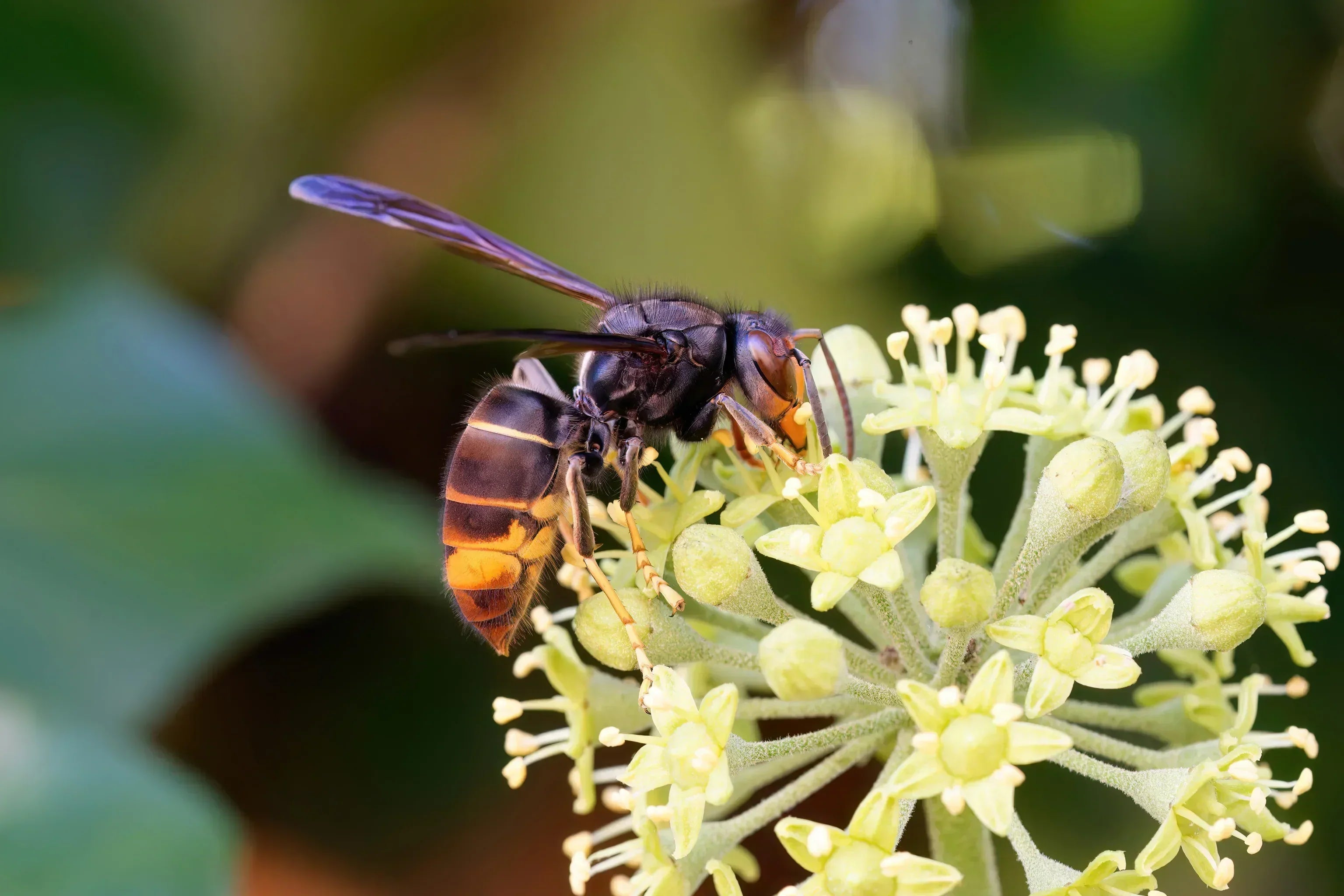 Frelons asiatiques : comment les reconnaître sans se tromper ?
