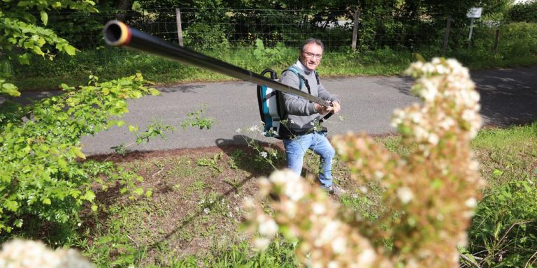 BeeZen en action sur un nid de frelons asiatiques dans un arbre